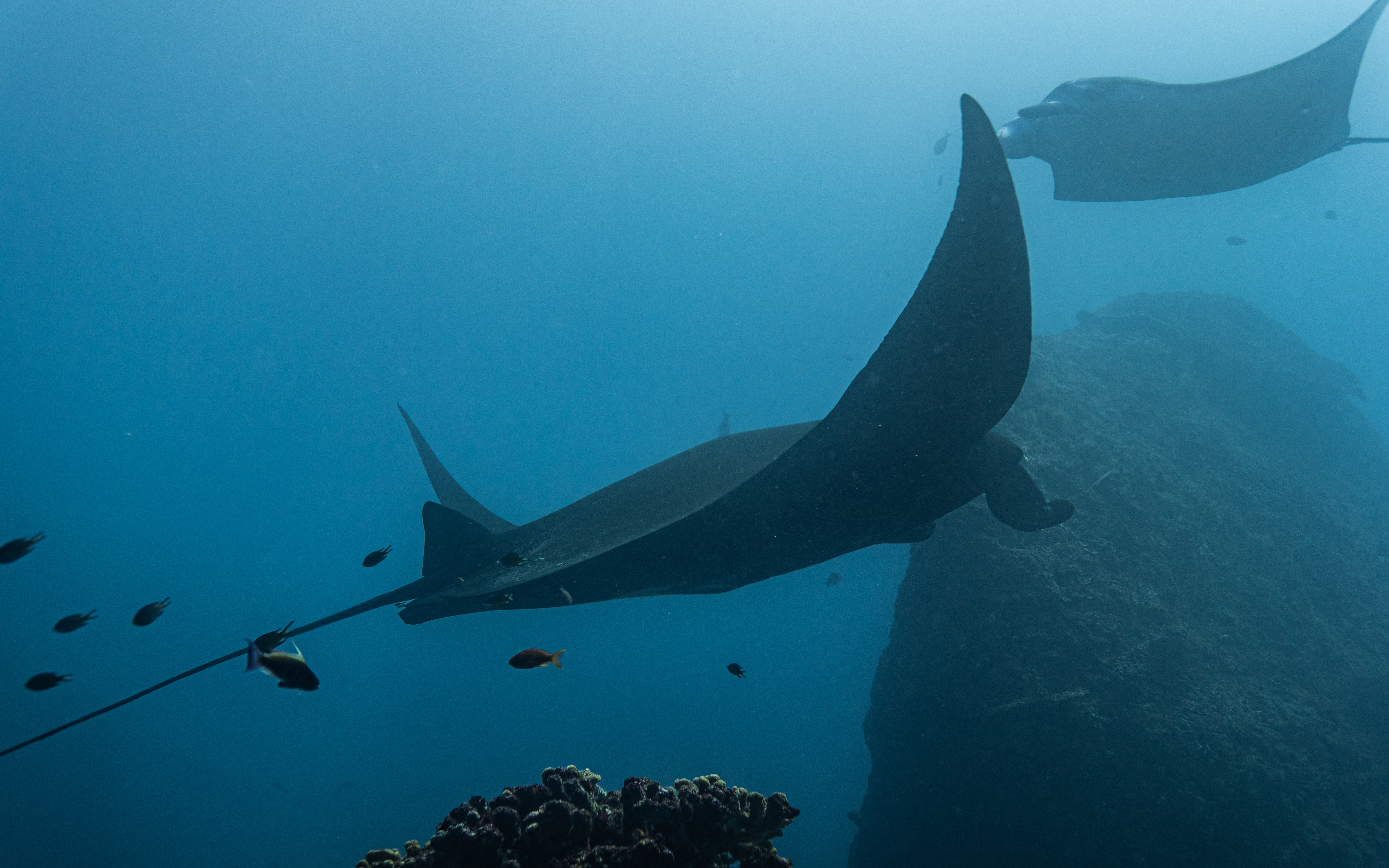 Reef Manta Rays in Manta Point - 31.08.2026